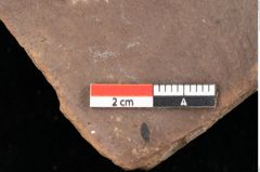 Foto (Detailsansicht) von Quercus palaeoilex Ettingshausen (NHMW-GEO-2024-0188-0887)